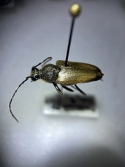 Trigonarthris subpubescens