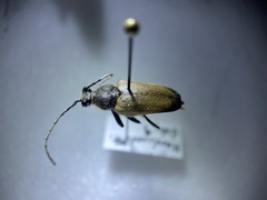 Trigonarthris subpubescens