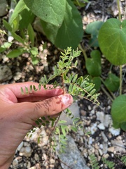 Astragalus crassicarpus trichocalyx