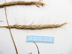 Elymus dahuricus