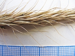 Elymus dahuricus