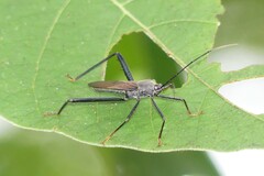 Notobitus