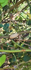 Megalopyge opercularis
