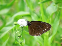Euploea tulliolus koxinga
