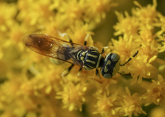 Philanthus multimaculatus