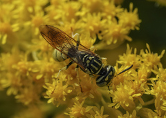 Philanthus multimaculatus