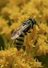 Philanthus multimaculatus