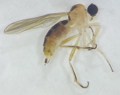Ocydromiinae