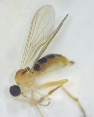 Ocydromiinae