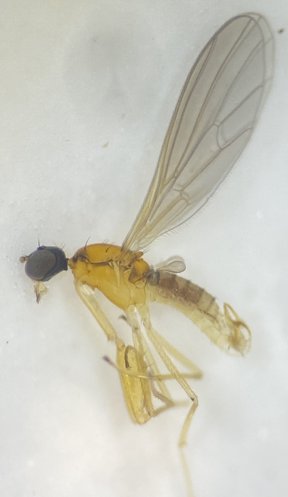 Chelipoda elongata
