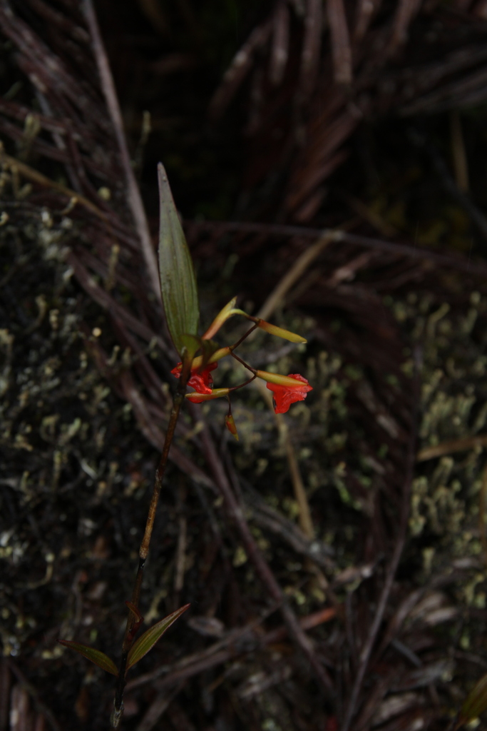 Elleanthus virgatus