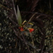 Elleanthus virgatus - Photo (c) Jorge L. Peña, algunos derechos reservados (CC BY-NC), subido por Jorge L. Peña