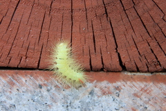 Calliteara pseudabietis