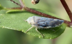 Acinopterus acuminatus