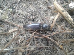 Conoderus semimarginatus