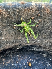 Melanoplus macclungi