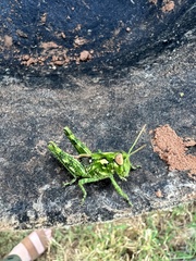 Melanoplus macclungi