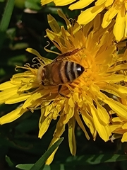 Apis mellifera