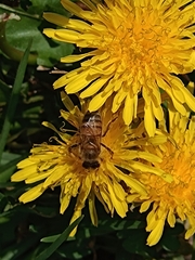 Apis mellifera