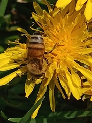 Apis mellifera