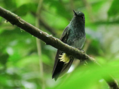 Haplophaedia aureliae