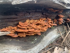 Xeromphalina enigmatica