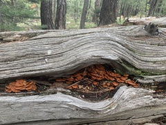 Xeromphalina enigmatica