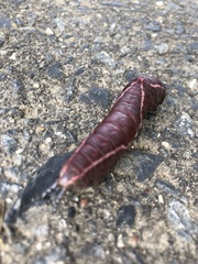 Cerura