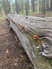 Xeromphalina enigmatica