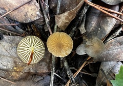Marasmius