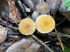 Marasmius
