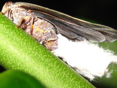 Ricania sublimata