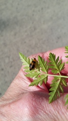 Phyllobrotica