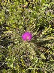 Cirsium drummondii