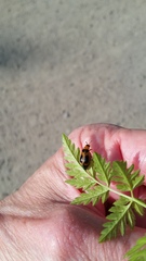 Phyllobrotica
