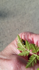 Phyllobrotica