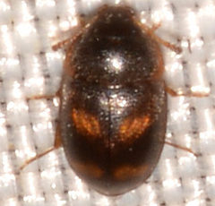 Litargus tetraspilotus