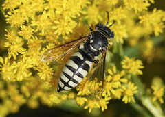 Bicyrtes capnopterus