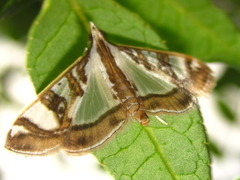 Glyphodes pyloalis