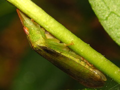 Neotituria kongosana