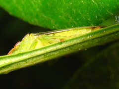 Neotituria kongosana