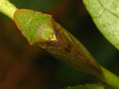 Neotituria kongosana