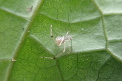 Meotipa spiniventris