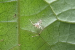 Meotipa spiniventris