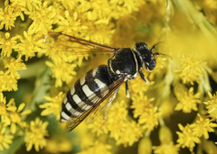 Bicyrtes capnopterus