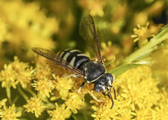 Bicyrtes capnopterus