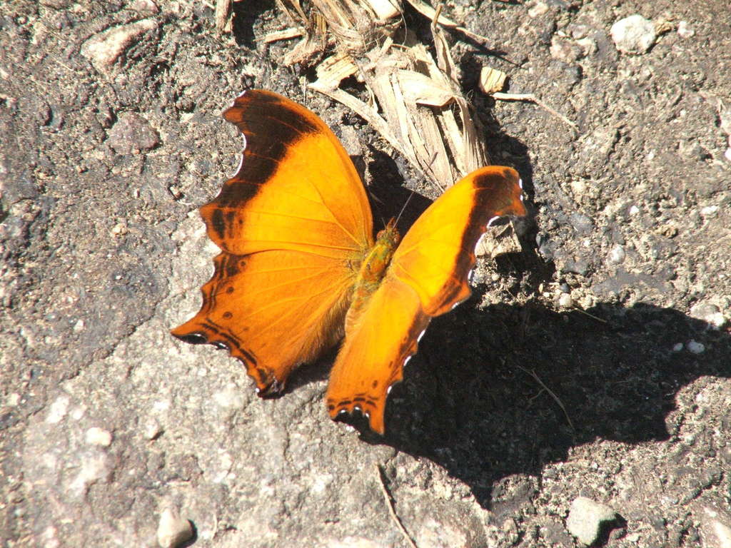 Rhinopalpa