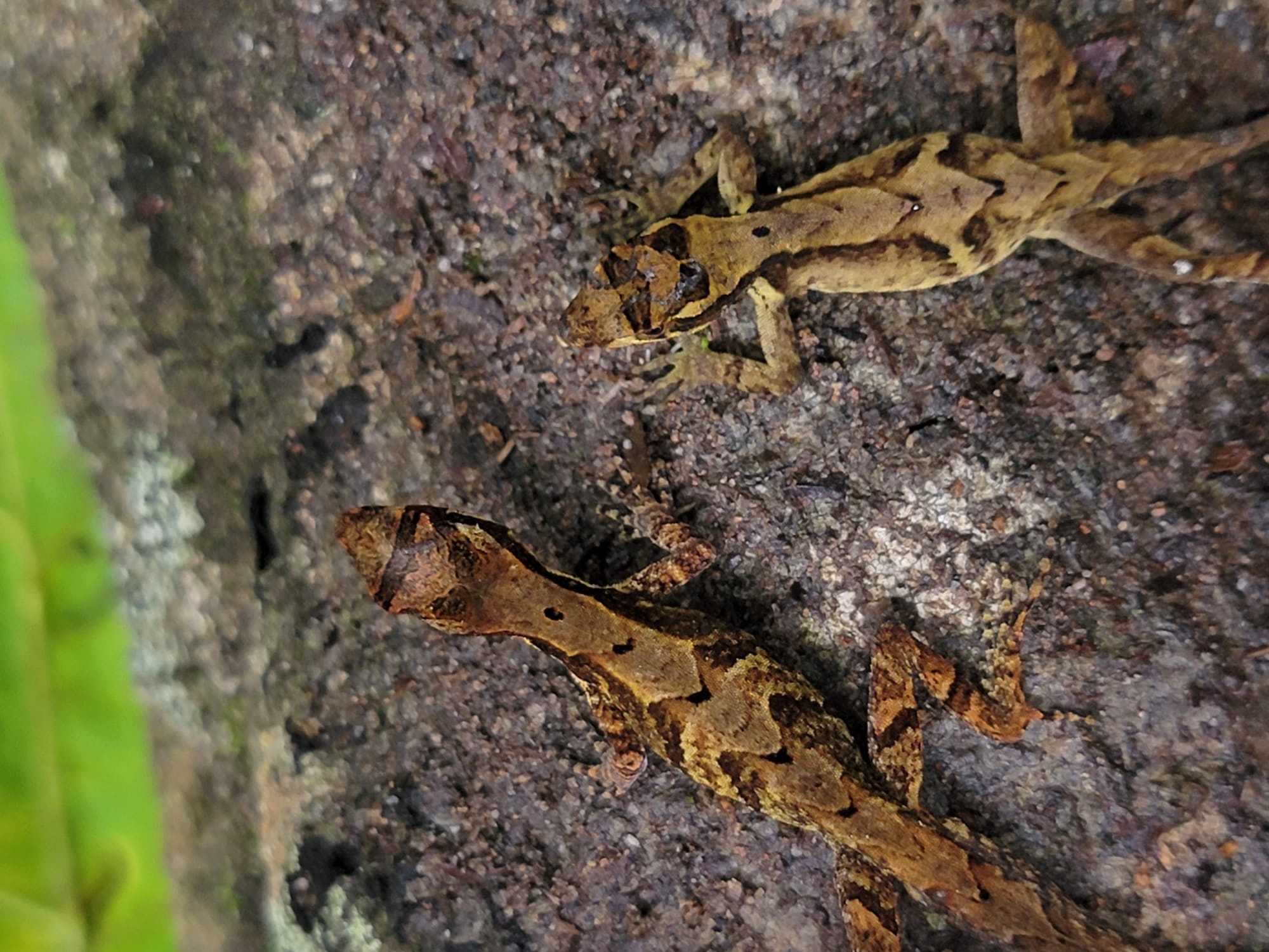 West Panamanian Anole photo 6