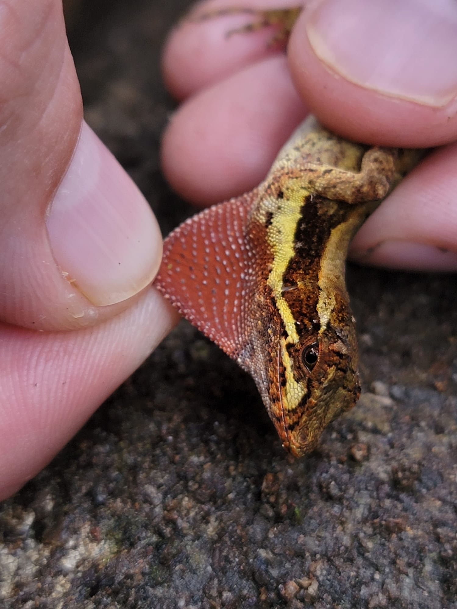 West Panamanian Anole photo 7