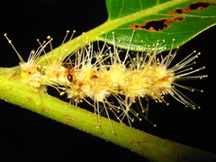 Castanea crenata